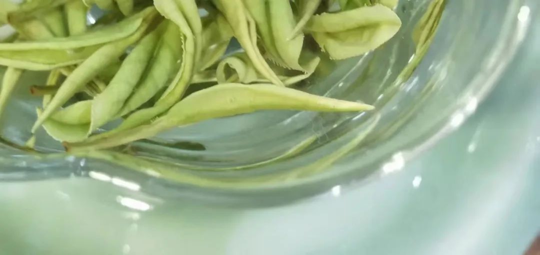 明代：普天之下都只有一种茶一一绿茶