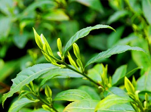 绿茶 基本工艺流程：杀青——揉捻——干燥 