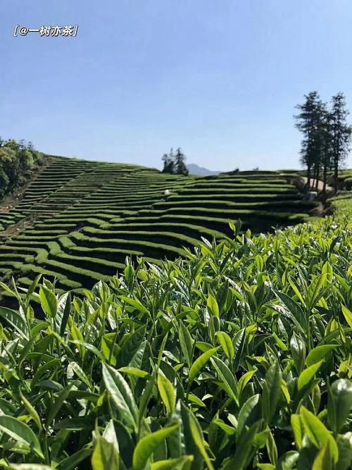 浙江茶叶市场商铺价格多少钱