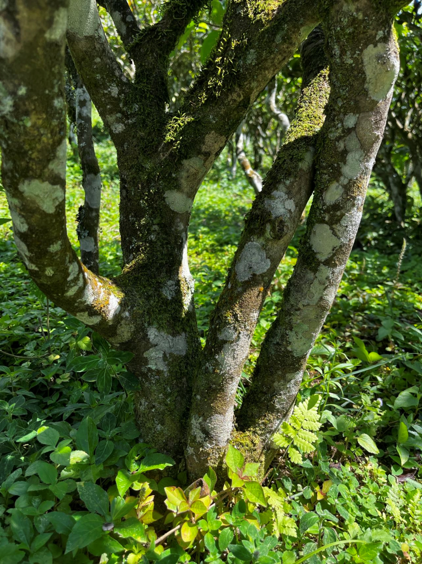 漫湾古茶山 位置在哪里？云南省普洱市景东彝族自治县