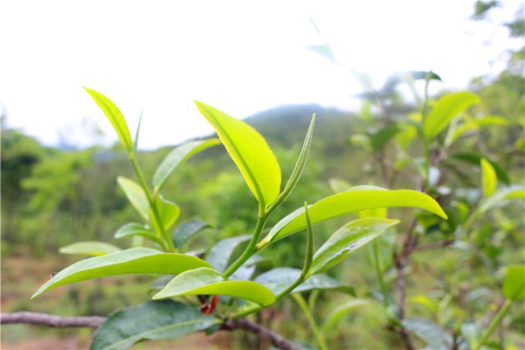 马邓普洱茶产地位置以及茶叶特点