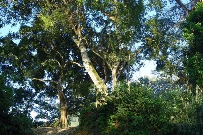 古六大茶山——易武