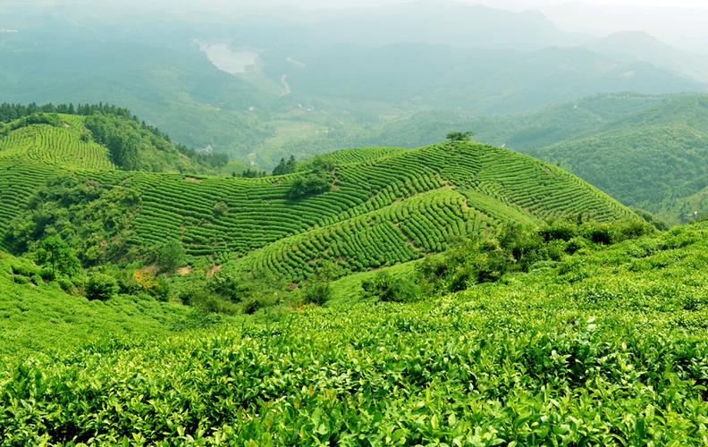 黄观音茶叶特点有哪些