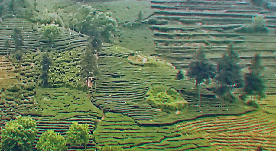 农村地道的苦山茶，苦味浓厚峻烈