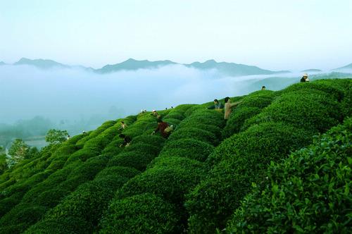如何鉴评武夷岩茶