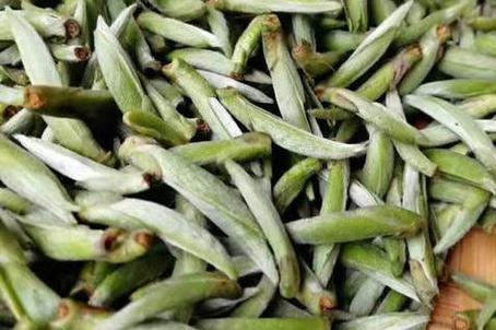 福鼎白茶是什么茶