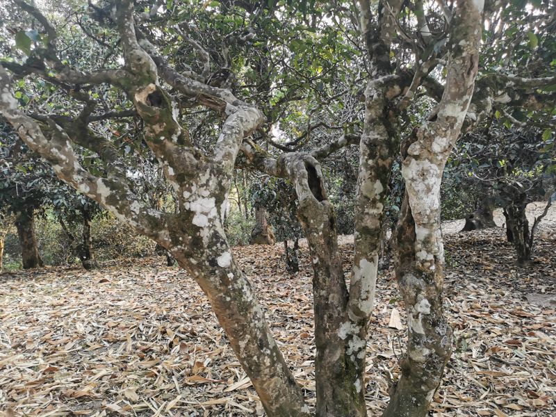 古茶园与班章古茶园紧紧相连