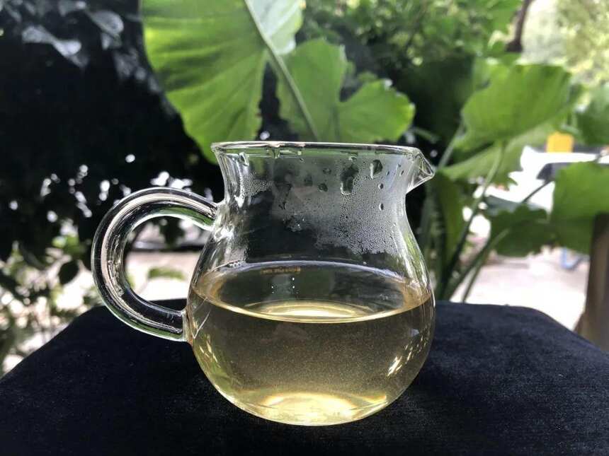《老徐鉴茶》第579期：2022头春景迈古树茶品鉴报告