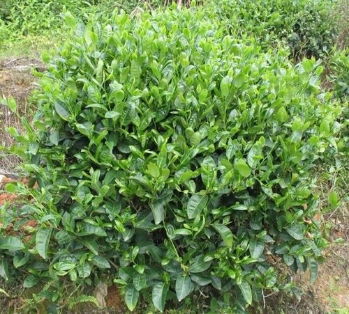 喝茶有益健康?还有哪几种茶不能喝？