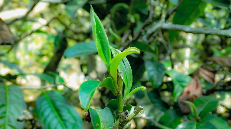 春茶里的头采茶、头春茶、明前茶、雨前茶